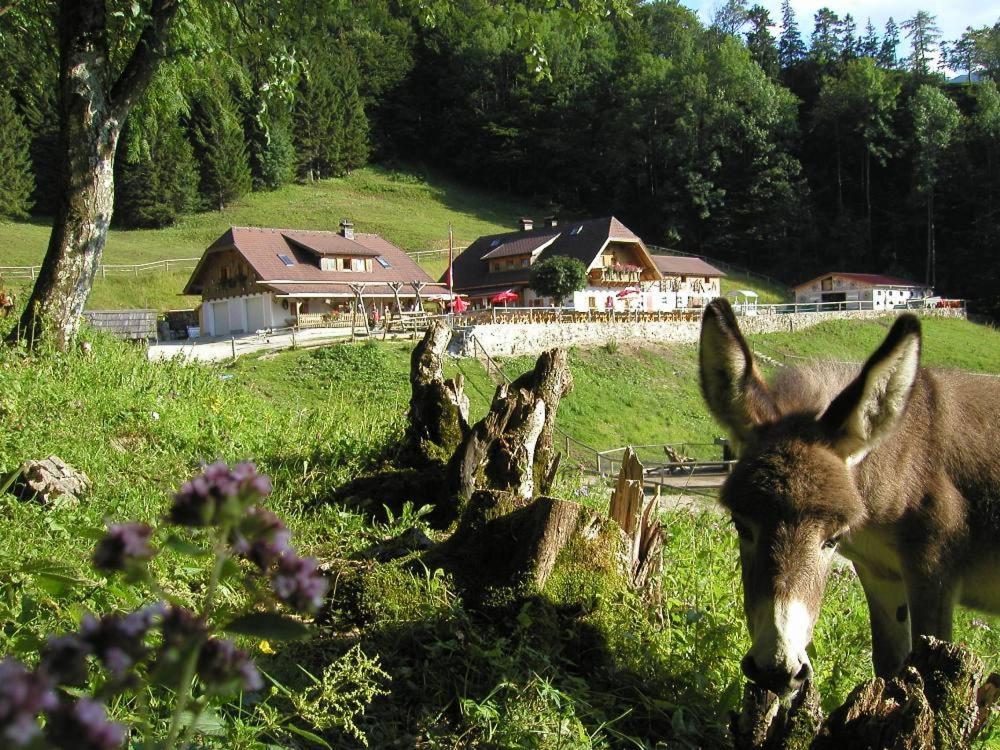 Ferienwohnung Hochsteinalm 트라운키르헨 외부 사진
